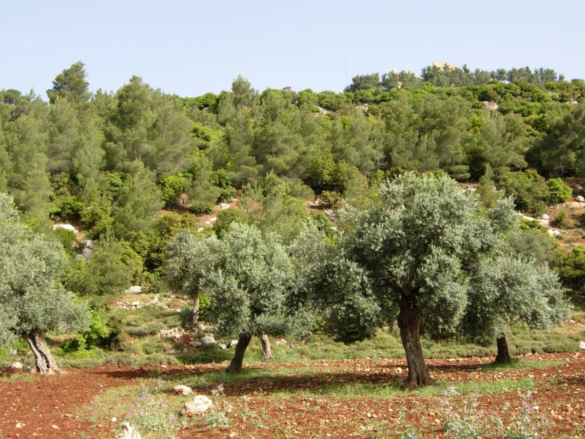 Ajloun Hotel Экстерьер фото