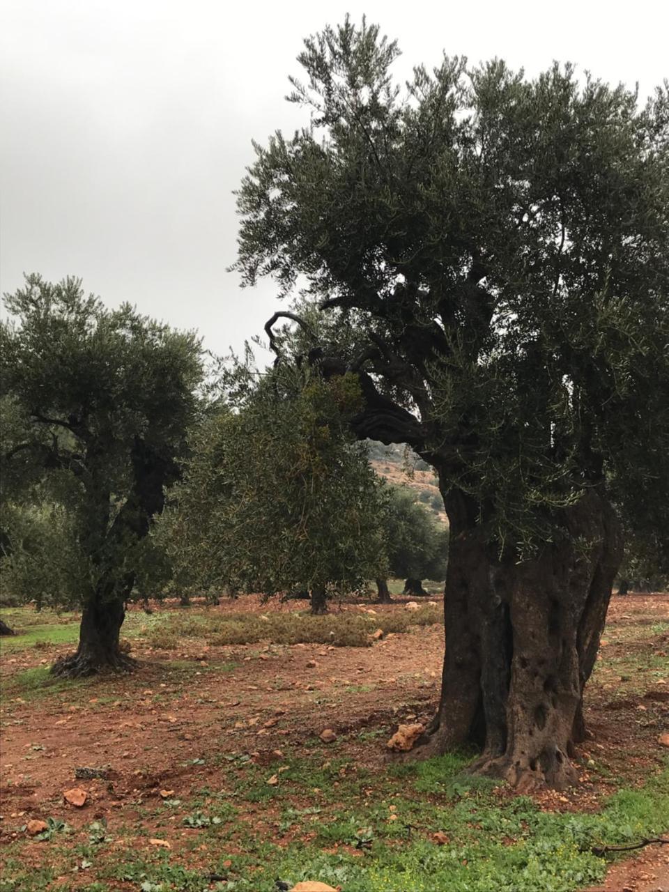 Ajloun Hotel Экстерьер фото